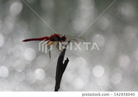 A red dragonfly perched on a branch by the water's edge. A red dragonfly perched on a branch by the water's edge. 142938040