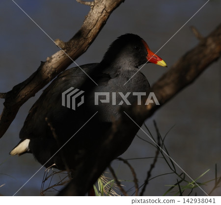 Dusky moorhen Gallinula tenebrosa. Dusky moorhen Gallinula tenebrosa. 142938041