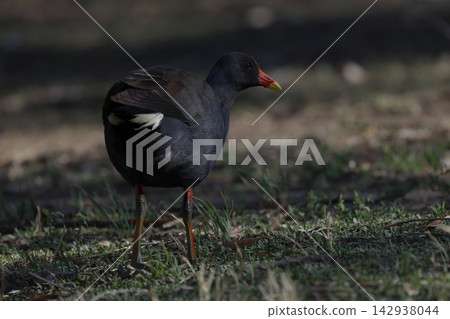 Dusky moorhen Gallinula tenebrosa. Dusky moorhen Gallinula tenebrosa. 142938044