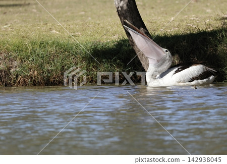 Australian pelican swallowing a fish. Australian pelican swallowing a fish. 142938045