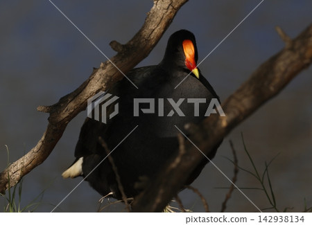 Dusky moorhen Gallinula tenebrosa. 142938134