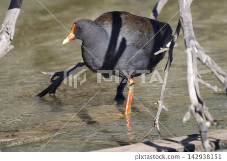 Dusky moorhen Gallinula tenebrosa. Dusky moorhen Gallinula tenebrosa. 142938151