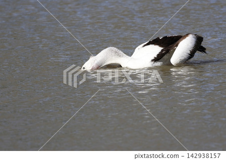 Australian pelican fishing. Australian pelican fishing. 142938157