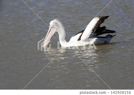 Australian pelican fishing. Australian pelican fishing. 142938158