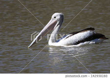 Australian pelican Pelecanus conspicillatus. Australian pelican Pelecanus conspicillatus. 142938160