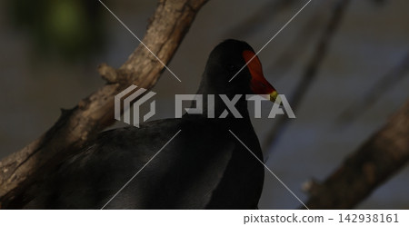 Dusky moorhen Gallinula tenebrosa. Dusky moorhen Gallinula tenebrosa. 142938161