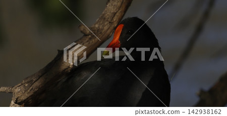 Dusky moorhen Gallinula tenebrosa. Dusky moorhen Gallinula tenebrosa. 142938162