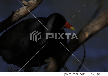 Dusky moorhen Gallinula tenebrosa. 142938163