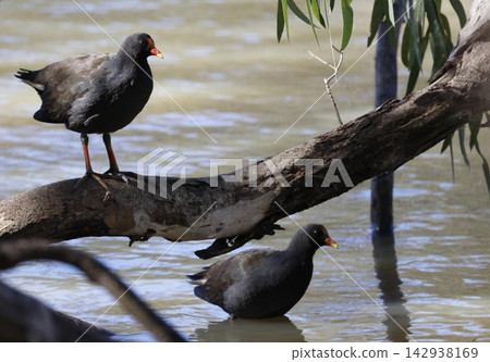 Dusky moorhens Gallinula tenebrosa. Dusky moorhens Gallinula tenebrosa. 142938169