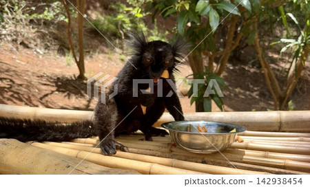 野生動物照片:一隻狐猴面向前方進食。 野生動物照片:一隻狐猴面向前方進食。 142938454