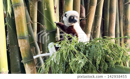 一隻坐在竹枝上的狐猴轉過身來。 142938455