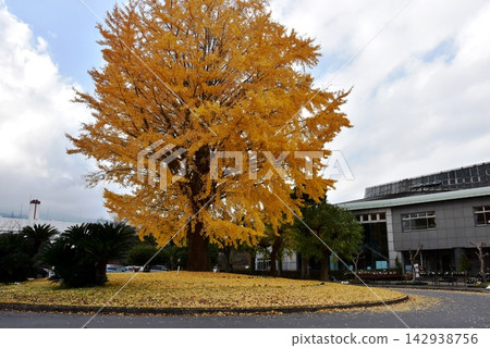 神奈川縣小田原花卉園前的黃色銀杏樹和熱帶穹頂溫室。 神奈川縣小田原花卉園前的黃色銀杏樹和熱帶穹頂溫室。 142938756
