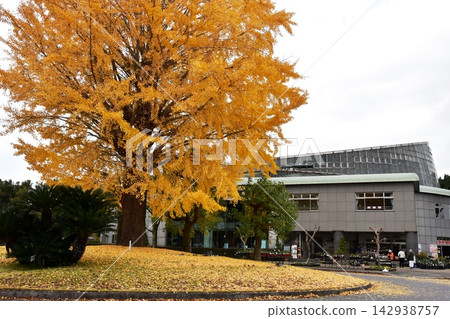 神奈川縣小田原花卉園前的黃色銀杏樹和熱帶穹頂溫室。 神奈川縣小田原花卉園前的黃色銀杏樹和熱帶穹頂溫室。 142938757