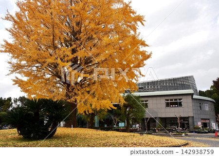 神奈川縣小田原花卉園前的黃色銀杏樹和熱帶穹頂溫室。 神奈川縣小田原花卉園前的黃色銀杏樹和熱帶穹頂溫室。 142938759