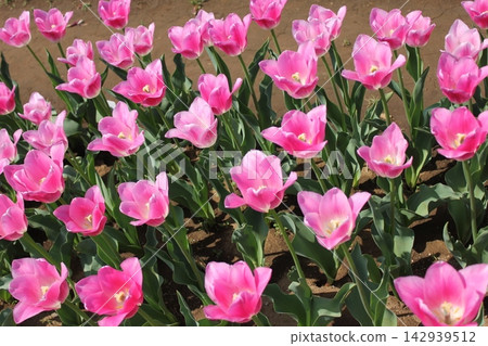 藍天下，一片盛開的粉紅鬱金香花田 ⚘⚘⚘⚘⚘ 142939512