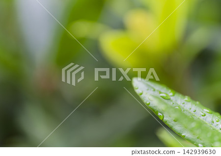 Large, vibrant green lotus leaves (macro photography) Large, vibrant green lotus leaves (macro photography) 142939630