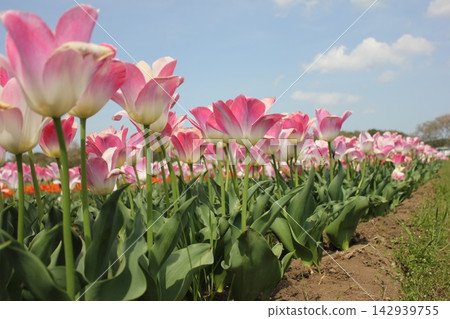 Pink tulips translucent in the contrast of light and shadow ⚘⚘⚘⚘⚘ Pink tulips translucent in the contrast of light and shadow ⚘⚘⚘⚘⚘ 142939755
