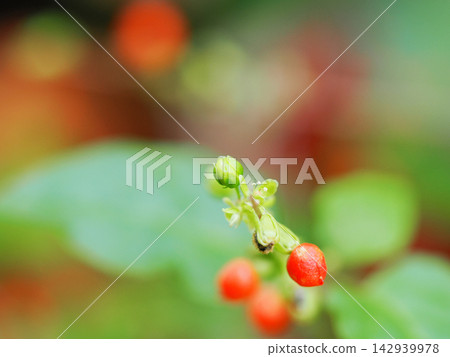 雨後，鴿子莓的紅色漿果閃閃發光。 142939978