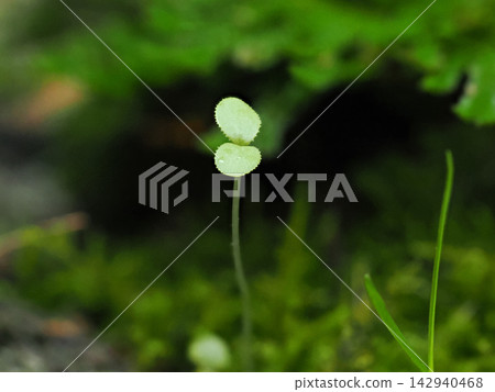 Young leaves emerging from the moss, wet with rain. Young leaves emerging from the moss, wet with rain. 142940468