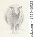 A pencil drawing of a sheep facing forward. 142940522