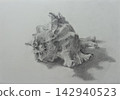 Pencil drawing of a Tengu shell (Murex shell) 142940523