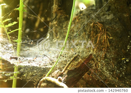 spider net with drop of water and dust after rain on tree trunk in rainforest in Thailand spider net with drop of water and dust after rain on tree trunk in rainforest in Thailand 142940760