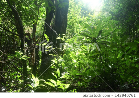 sunlight through treetop and spider net make shadow in rainforest on Thailand sunlight through treetop and spider net make shadow in rainforest on Thailand 142940761