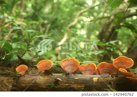 false Turkey tail fungi mushroom growth for rain season on tree trunk in Chet Kod Pong Kon Sao national park at Thailand false Turkey tail fungi mushroom growth for rain season on tree trunk in Chet Kod Pong Kon Sao national park at Thailand 142940762