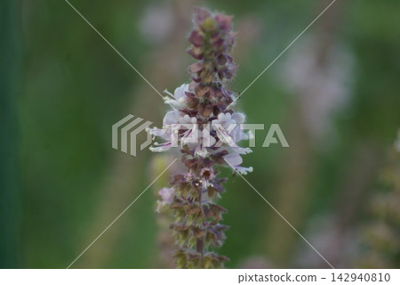 香草，羅勒，非洲藍羅勒 142940810