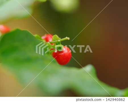 雨後,鴿子莓的紅色漿果閃閃發光。 雨後,鴿子莓的紅色漿果閃閃發光。 142940862