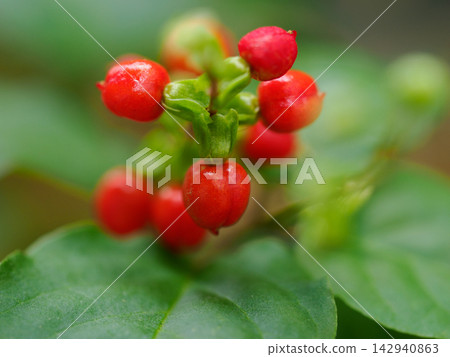 雨後,鴿子莓的紅色漿果閃閃發光。 雨後,鴿子莓的紅色漿果閃閃發光。 142940863