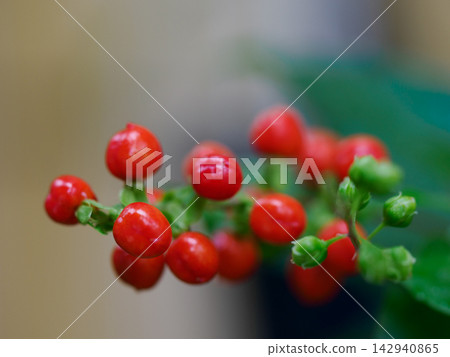 雨後,鴿子莓的紅色漿果閃閃發光。 雨後,鴿子莓的紅色漿果閃閃發光。 142940865