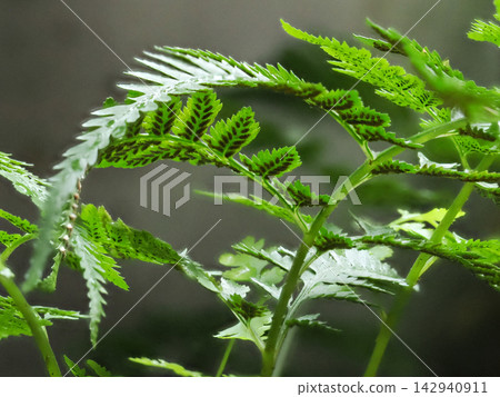 蕨類植物的葉子上掛滿了雨滴。 蕨類植物的葉子上掛滿了雨滴。 142940911