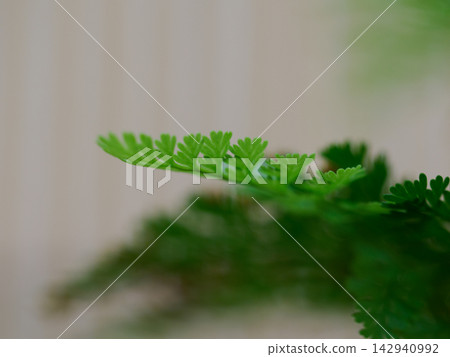 蕨類植物的葉子上掛滿了雨滴。 142940992