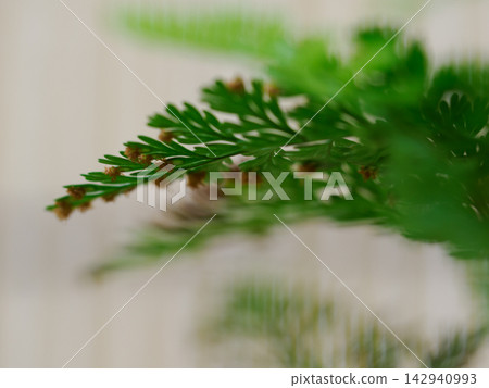 蕨類植物的葉子上掛滿了雨滴。 蕨類植物的葉子上掛滿了雨滴。 142940993