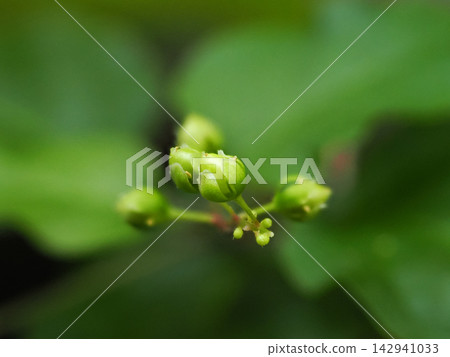 Young green fruits of Pigeonberry Young green fruits of Pigeonberry 142941033