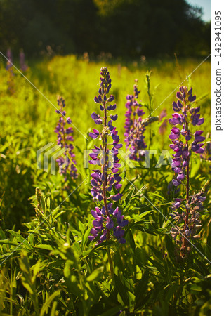 Purple Lupine Flowers Backlit by Sun in Summer Meadow Purple Lupine Flowers Backlit by Sun in Summer Meadow 142941095