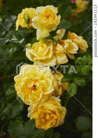 Bright Yellow Roses Blooming on a Bush with Green Leaves in Garden Bright Yellow Roses Blooming on a Bush with Green Leaves in Garden 142941113