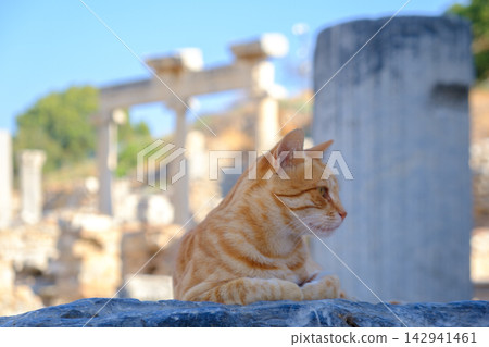 Close-up of Ginger Cat in Front of Ephesus Ruins, Selcuk Close-up of Ginger Cat in Front of Ephesus Ruins, Selcuk 142941461