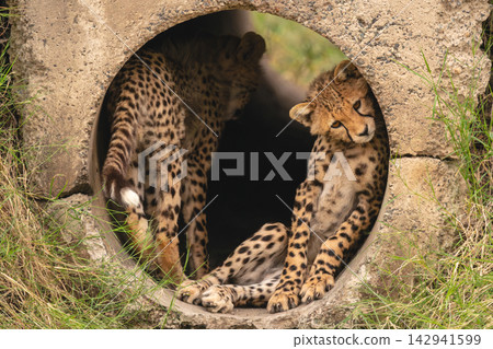 Cheetah cub lying in pipe with another Cheetah cub lying in pipe with another 142941599