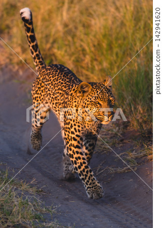 Leopard running along sandy track in grass Leopard running along sandy track in grass 142941620
