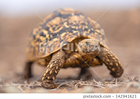 Leopard tortoise walks through grass towards camera Leopard tortoise walks through grass towards camera 142941621