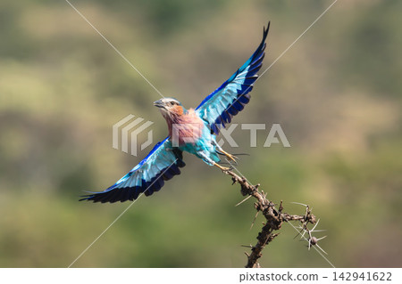 Lilac-breasted roller takes off from thorny branch Lilac-breasted roller takes off from thorny branch 142941622