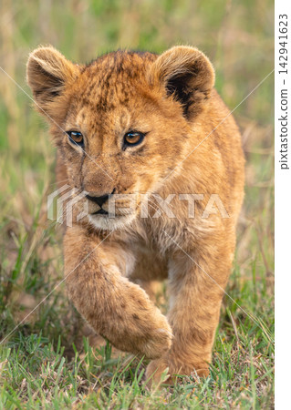 Lion cub crosses long grass lifting paw Lion cub crosses long grass lifting paw 142941623