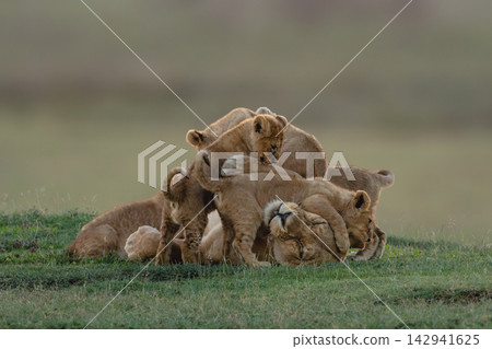 Lioness lies on savannah covered in cubs Lioness lies on savannah covered in cubs 142941625