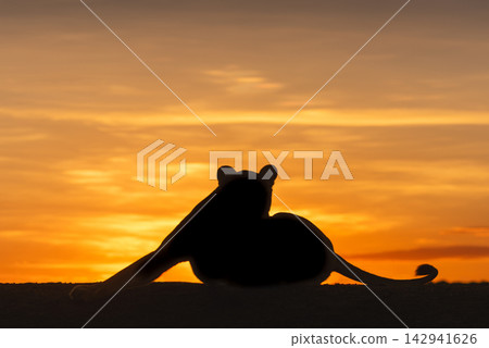 Lioness lying silhouetted at dawn stretching leg Lioness lying silhouetted at dawn stretching leg 142941626