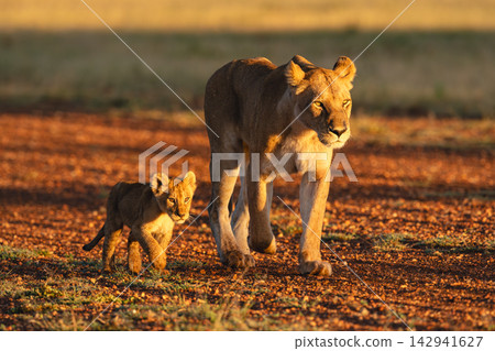 Lioness walking along gravel airstrip by cub Lioness walking along gravel airstrip by cub 142941627