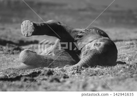 Mono baby elephant on riverbank lifting leg Mono baby elephant on riverbank lifting leg 142941635