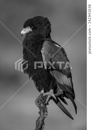 Mono bateleur on dead branch in sunshine Mono bateleur on dead branch in sunshine 142941636