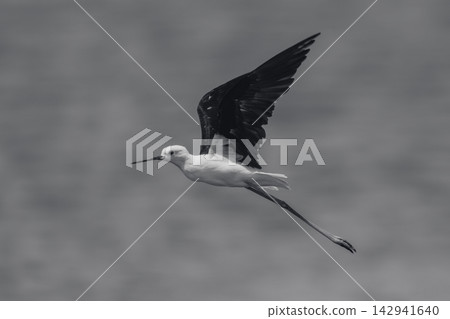 Mono black-winged stilt in sunshine raising wings 142941640